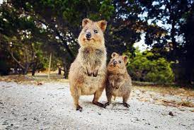 Picture of quokka